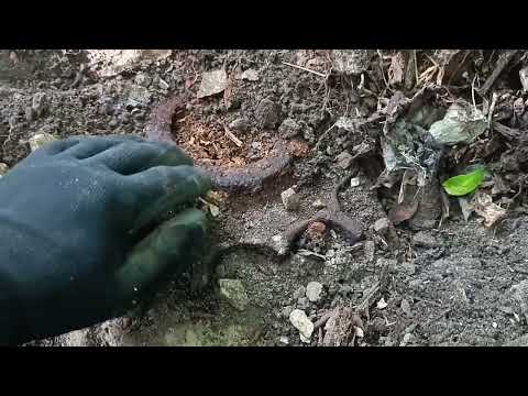 Видео: Затянувшийся металлокоп