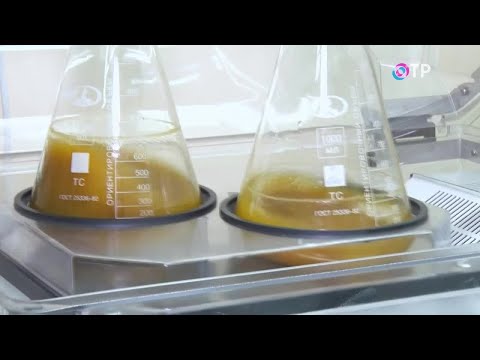 Видео: Чудо-растение. Бийские ученые создают материал будущего