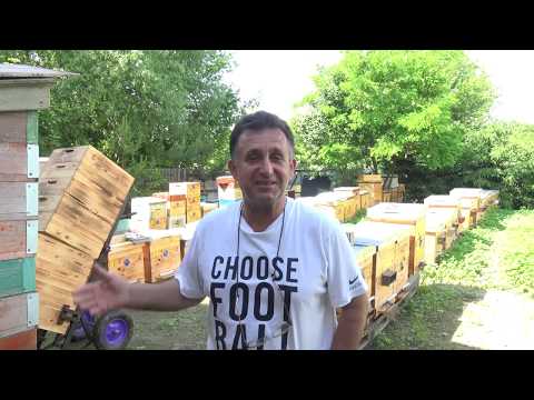 Видео: Обмен опытом МАТКОВОДСТВА. Прививка линий  - Карника Кройс,  Кортовка Вилли Штрауб