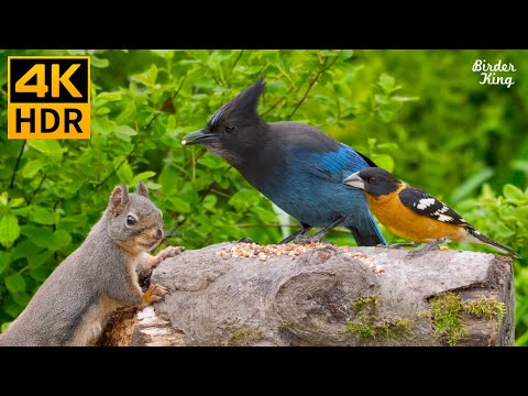 Видео: КОШКА ТВ 😺 Красивые птицы и милые белки 🐦🐿 8 часов (4K HDR)