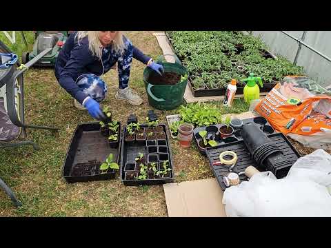 Видео: Разсаждане на ПИПЕР, ПАТЛАДЖАН и ЛУК
