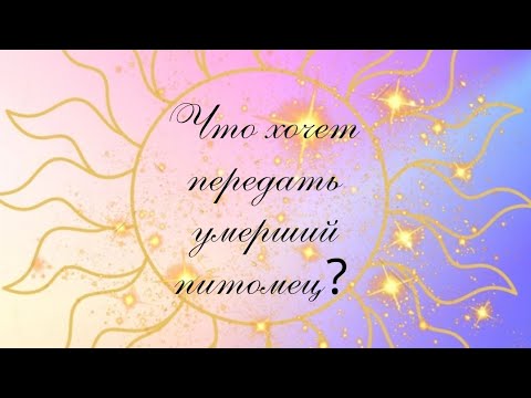 Видео: Что хочет передать умерший питомец?