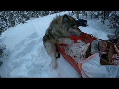 Видео: Охота на росомах и волков на Аляске 2023 (Эпизод 4)