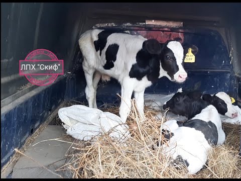 Видео: Продал бычков. Купил бычков.