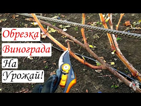 Видео: При такой Обрезке винограда Вы всегда будете с Урожаем! Обрезка винограда для Начинающих!