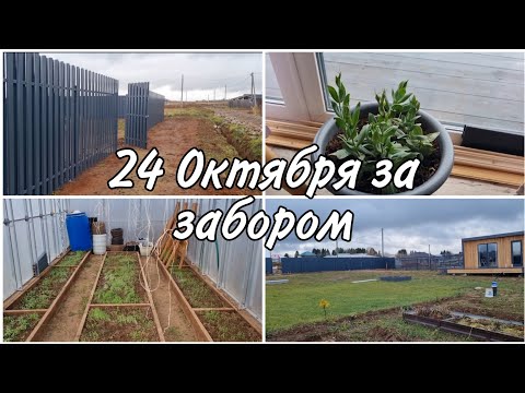 Видео: 🍂24 Октября🍁Забор/Приборка в теплице #киров #дача #2024 #осеньнадаче #огород