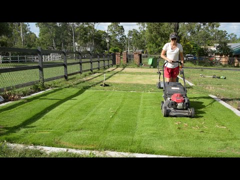 Видео: Ремонт Zoysia // Что вам нужно знать