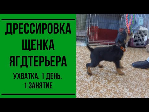 Видео: Дрессировка щенка ягдтерьера. Ухватка. 1 день. 1 занятие