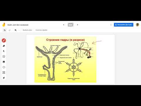 Видео: Полип гидра внешее строение