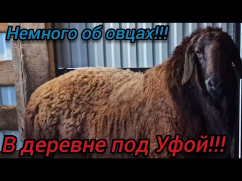 Видео: НЕМНОГО ОБ ОВЦАХ!!! #гиссарская_порода_овец #эдильбаевские_овцы #овцеводство #арашанские_овцы #лпх