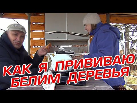 Видео: КАК Я ПРИВИВАЮ  БЕЛИМ ДЕРЕВЬЯ