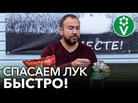 Видео: ЛУКОВАЯ МУХА ИСЧЕЗНЕТ ЧЕРЕЗ 20 МИНУТ ПОСЛЕ ОБРАБОТКИ!