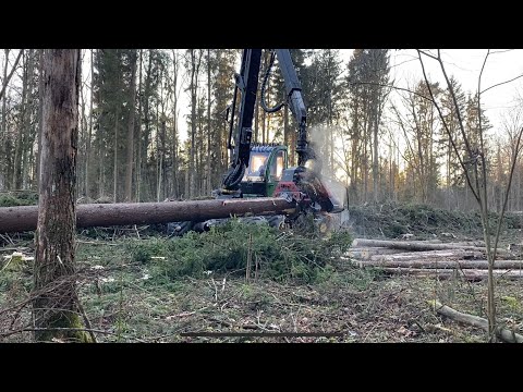 Видео: Начинаем 25йгод с 15гектар бурелома ..