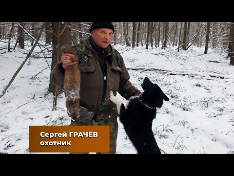 Видео: Зимняя охота на куницу с лайкой: Главные неожиданности снежного леса!