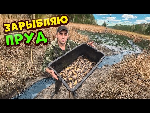 Видео: Зарыбляю пруд! Ловля карпа руками в болоте.Спускаю озеро.