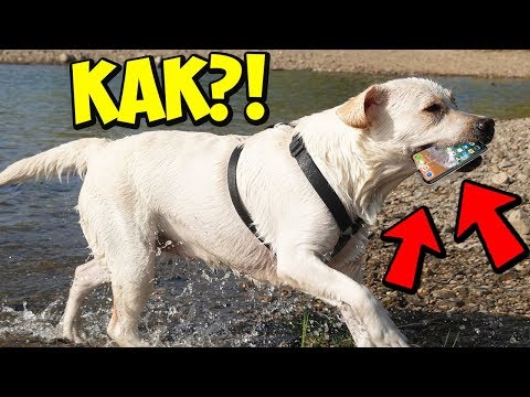Видео: МОЯ СОБАКА НАШЛА ТЕЛЕФОН В РЕЧКЕ!