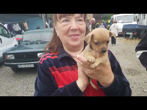 Видео: Зооринок у Чернівцях
