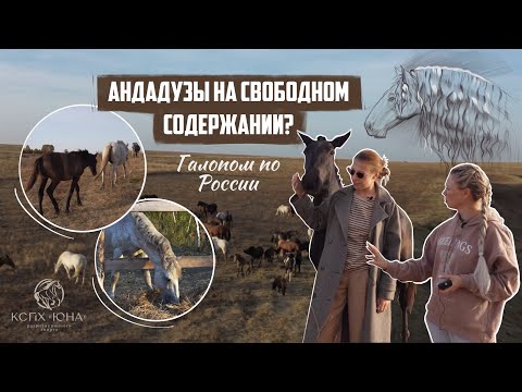 Видео: АНДАЛУЗ - ИСПАНСКАЯ ЛОШАДЬ живущая вне конюшни