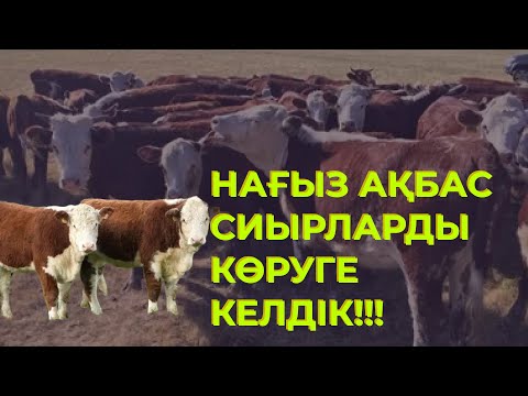 Видео: АҚБАСТЫҢ ГЕРЕФОРДТАН ЕҢ БАСТЫ ЕРЕКШЕЛІГІ!!!