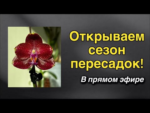 Видео: Dana Protasova в прямом эфире - пересадка орхидей!🔥🌸♥️