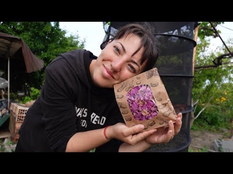 Видео: Баба събира билки за зиме и за лете. Уникален студен чай #homemadecooking  #homemade  #животнасело