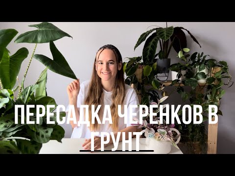 Видео: Цветочный влог | пересадка комнатных растений | черенков в грунт