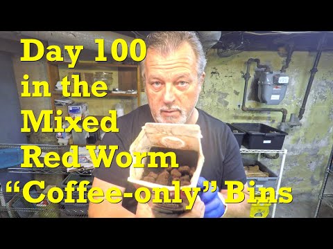 Видео: День 100 в контейнерах со смешанными красными червями (на диете, состоящей только из кофе) - верм...
