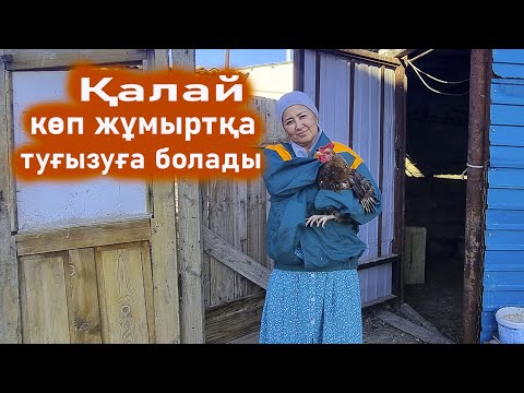 Видео: Тауық жұмыртқа көп тусын десеңіз осылай жем бер. Тауық жұмыртқасы