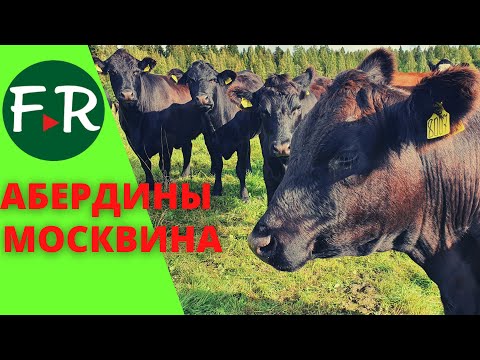 Видео: Разведение мясного КРС породы Абердин-ангус. КФХ Александра Москвина