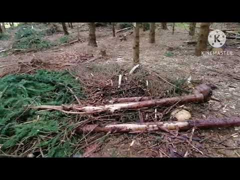 Видео: Собрали полные лукошки