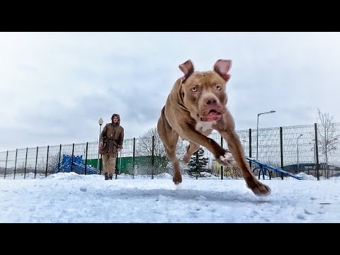 Видео: Теперь с Джиной гуляем на собачей площадке как положено по закону