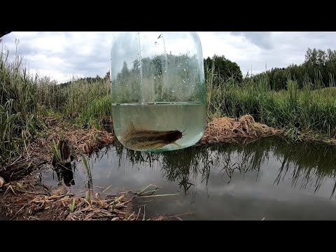 Видео: Выпустил вьюна. Развернул лебедку