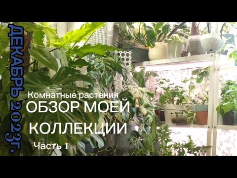 Видео: МОЯ КОЛЛЕКЦИЯ КОМНАТНЫХ РАСТЕНИЙ. / 64 растения в маленькой комнате. ЧАСТЬ 1