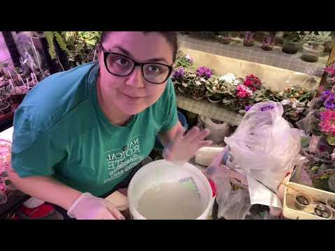 Видео: Обработка ФИАЛОК от трипса, мой ОПЫТ