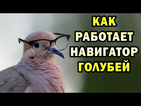 Видео: КАК ГОЛУБИ ВСЕГДА (почти) НАХОДЯТ ДОРОГУ ДОМОЙ