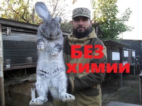 Видео: Разведение кроликов. Личный опыт.