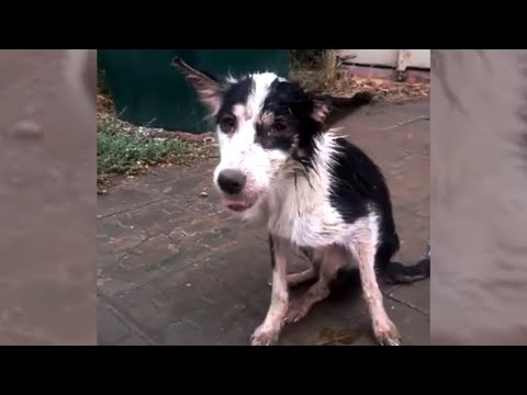 Видео: Она была измучена, умоляла каждого прохожего о помощи, но получала только равнодушие.