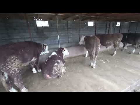 Видео: Мал шаруашылыгына арналган кора #мал бордакылау #мал бизнес