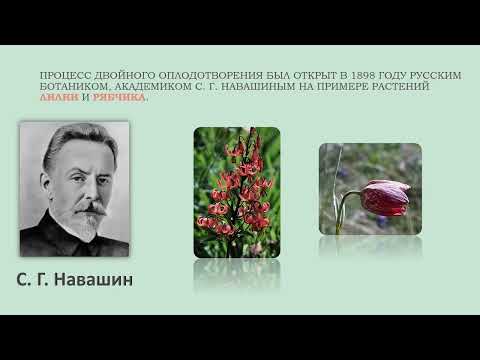 Видео: Размножение цветковых растений