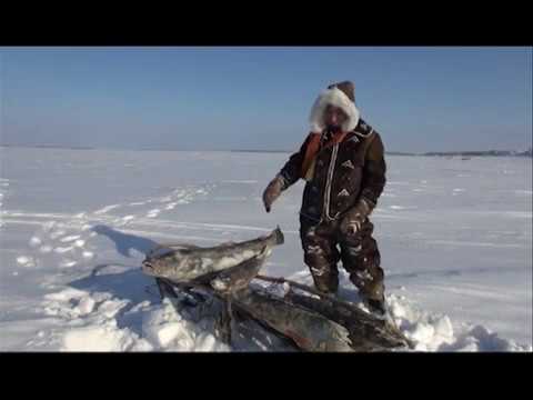 Видео: Песцеловы Усть-Яны. Выпуск 156. Эфир от 29.04.14.