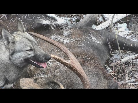 Видео: СОБАКИ СРАБОТАЛИ! ВЫГНАЛИ ЛОСЯ ПРЯМО НА НАС! ОХОТА С ЛАЙКАМИ!