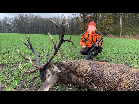 Видео: ИСКЛЮЧИТЕЛЬНЫЙ олень! Кабаны,Олени| Победил в Польше, ноябрь 2024 г. | Шоткам подборка