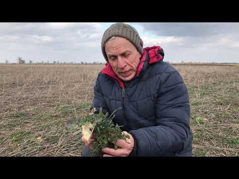 Видео: Неудачная попытка посева