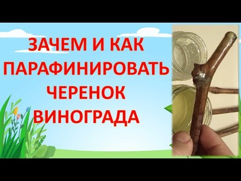 Видео: КАК И ЗАЧЕМ ПАРАФИНИРОВАТЬ ЧЕРЕНОК ВИНОГРАДА. Размножение винограда черенками.