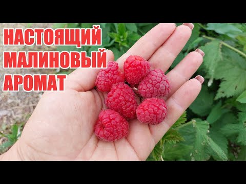 Видео: Малина Дельбар Манифик - вкусный ранний летний сорт
