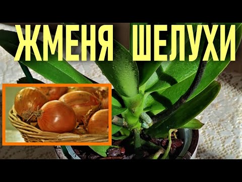 Видео: 🧅🧄ЛУКОВАЯ И ЧЕСНОЧНАЯ ШЕЛУХА - ИММУНОМОДУЛЯТОР И СРЕДСТВО ОТ НАСЕКОМЫХ ДЛЯ ОРХИДЕЙ! ЖМЕНЯ ШЕЛУХИ🧄🧅🧄
