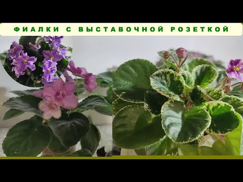 Видео: Cимметричные розетки - фиалки без выкрутасов!