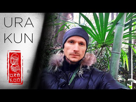 Видео: Тропический лес в Японии и большие пауки.