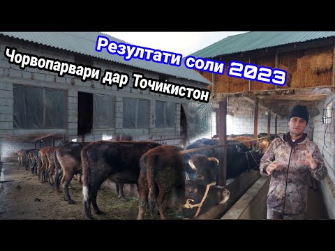 Видео: Чорвопарвари дар Точикистон результат дар соли 2023, #Дехконбача,    21 декабря 2023 г.