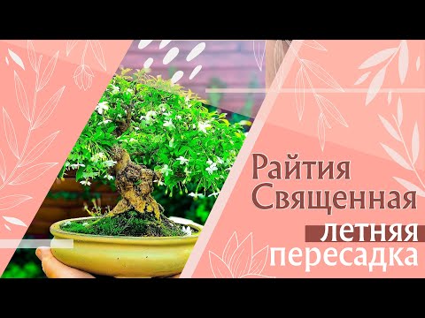Видео: Райтия Священная / летняя пересадка  @Studio.Bonsai